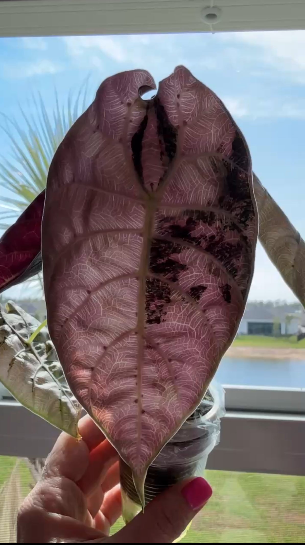 Discounted Duo: Pink Chantrieri & Pink Watsoniana Corms