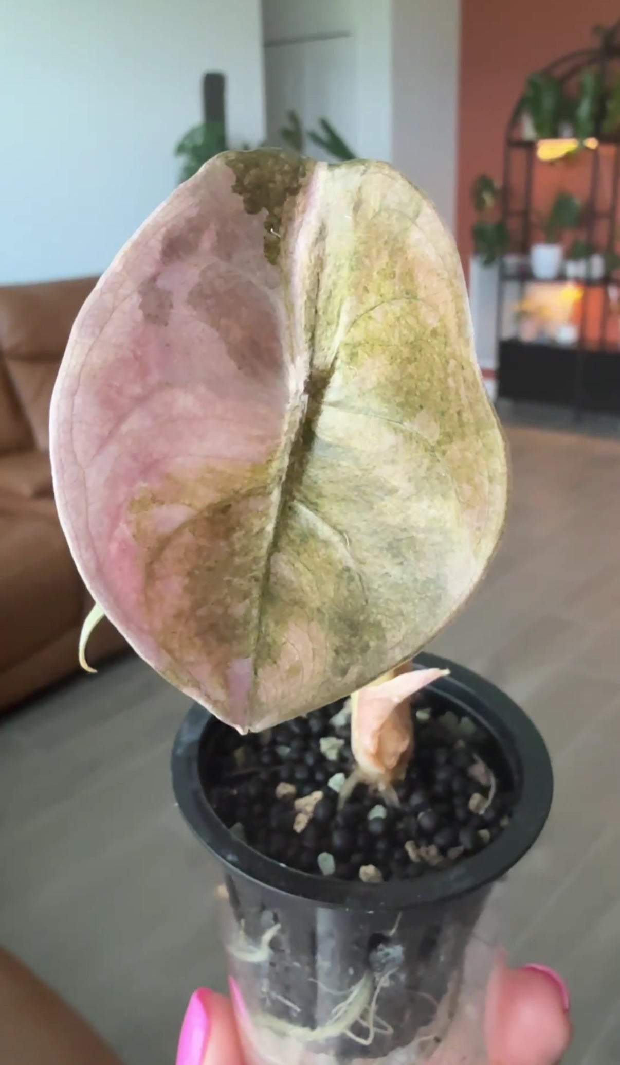 Pink Mint Cuprea - Corm Grown