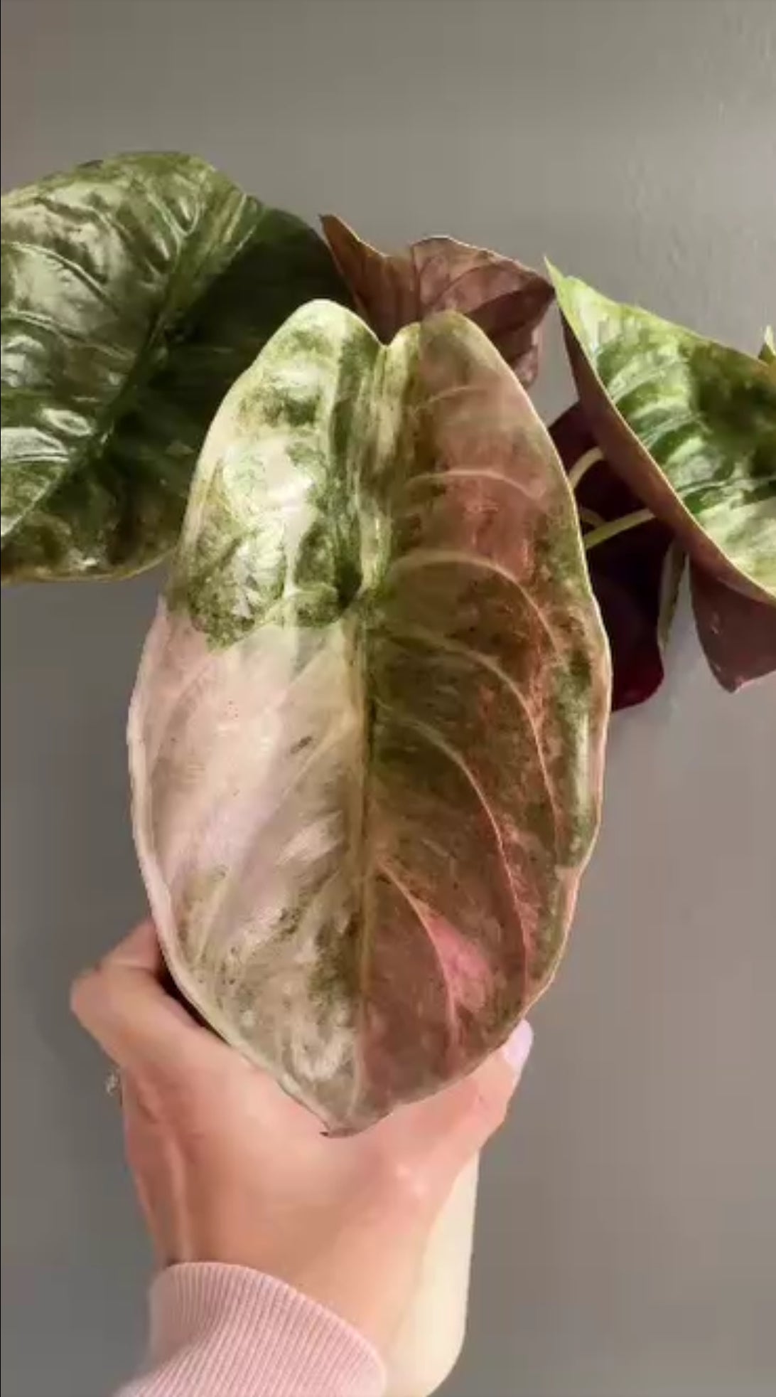 Pink Mint Cuprea - Corm Grown