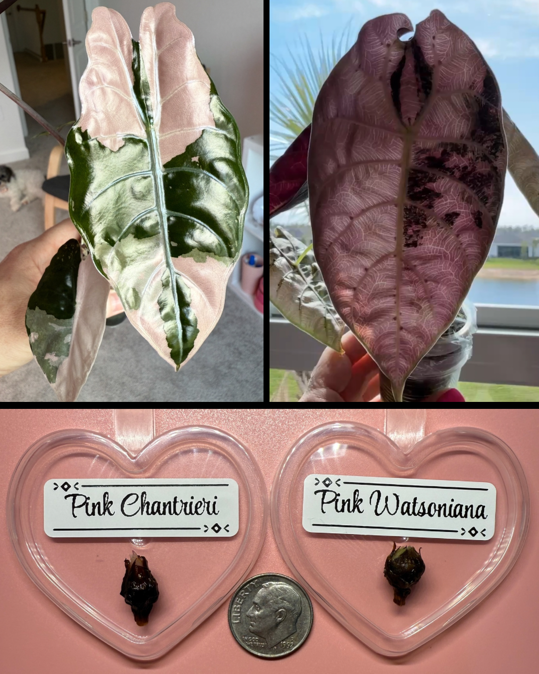 Discounted Duo: Pink Chantrieri & Pink Watsoniana Corms