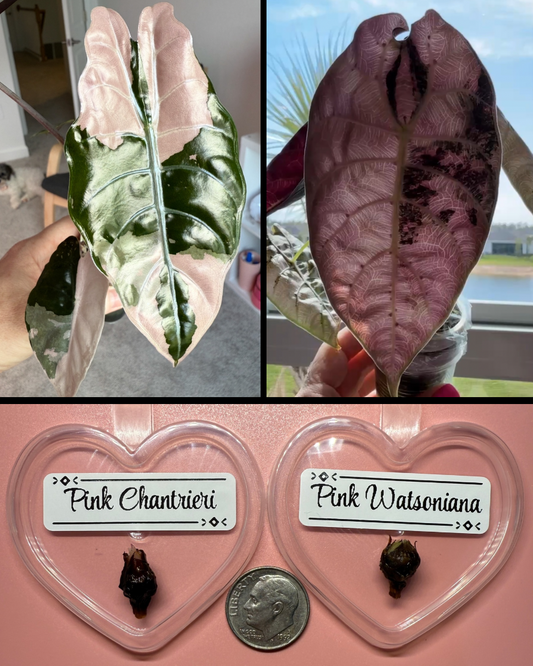 Discounted Duo: Pink Chantrieri & Pink Watsoniana Corms