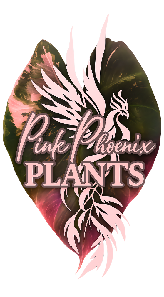 Pink Phoenix Plants