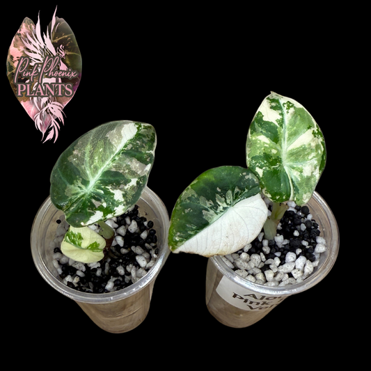 Pink Black Velvet Alocasia - Growers Choice