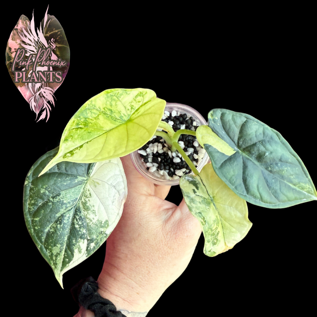 Variegated Dragon Scale
