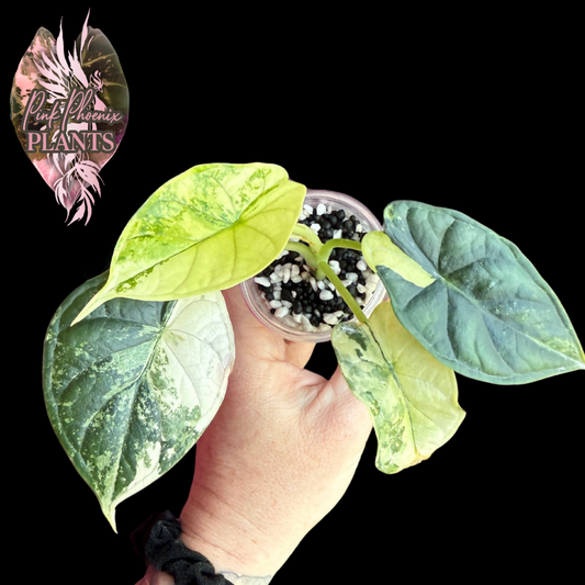Variegated Dragon Scale