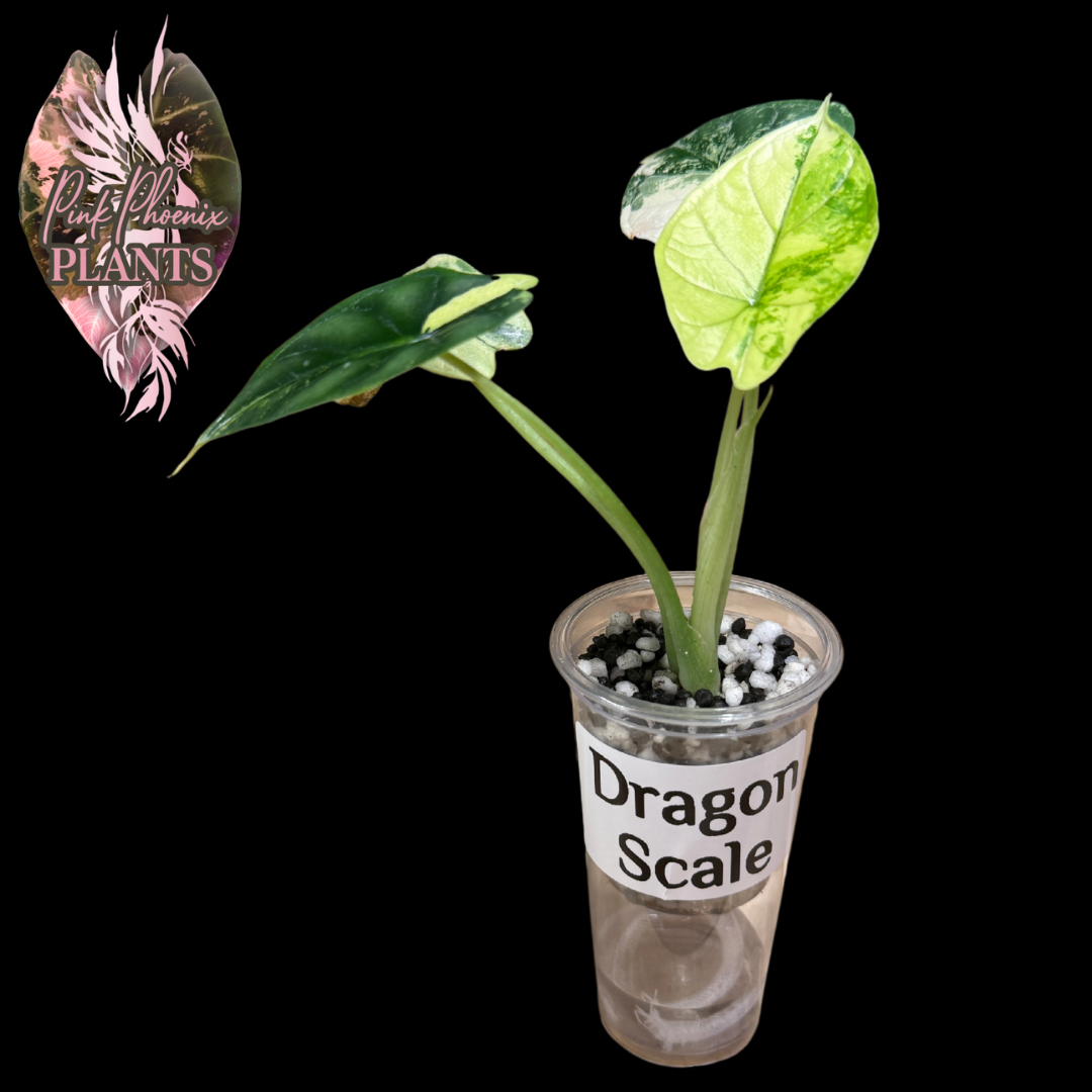 Variegated Dragon Scale