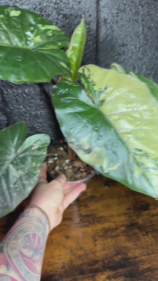 Yucatán Princess (Corming Size)