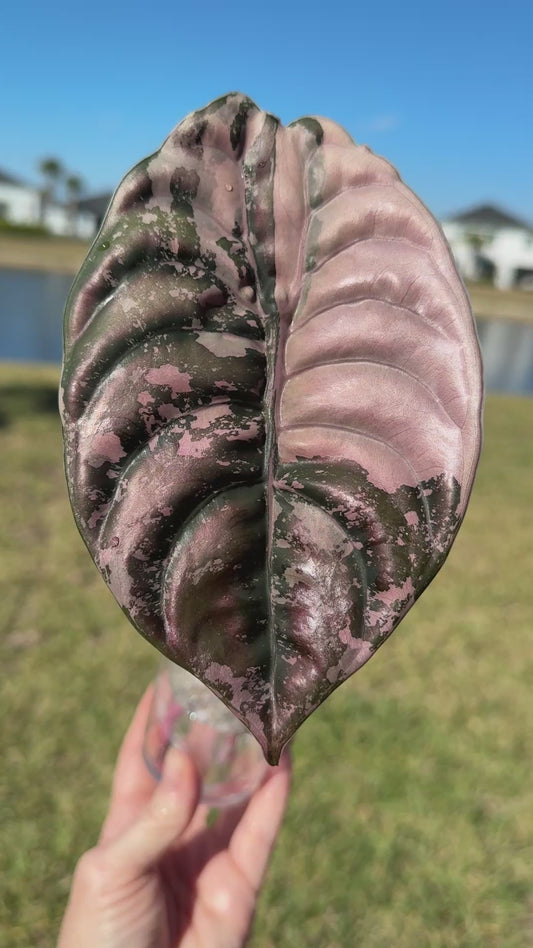 True Pink Cuprea (Corming size)