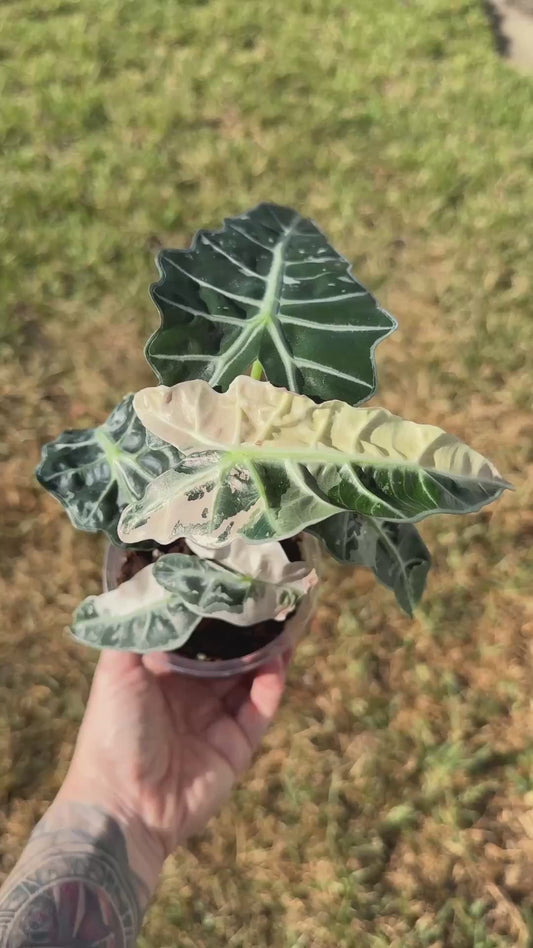 Pink Thai Amazonica (Corming size)