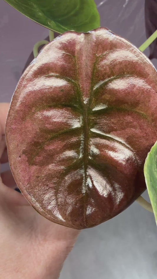 Pink Mint Cuprea - Corm Grown