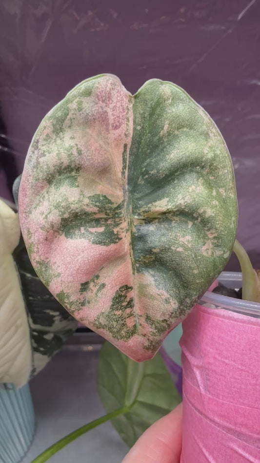 Strawberry Latte Cuprea Corm