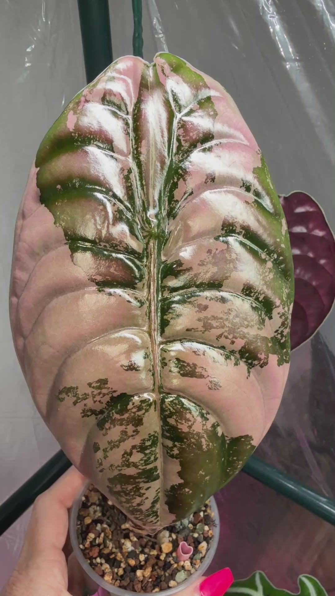 True Pink Cuprea (Corming size) – Pink Phoenix Plants