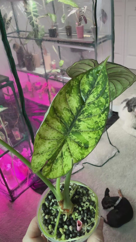 Dragon Scale Mint (Corming Size)