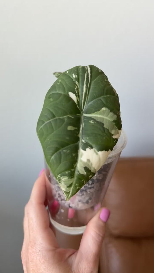Maharani Corm