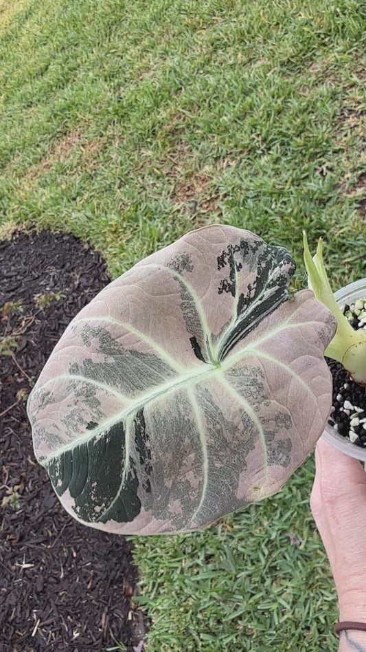 Pink Black Velvet Lavender Corm