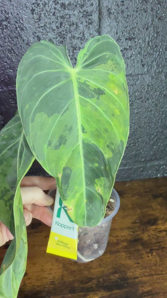 Variegated Melanochrysum