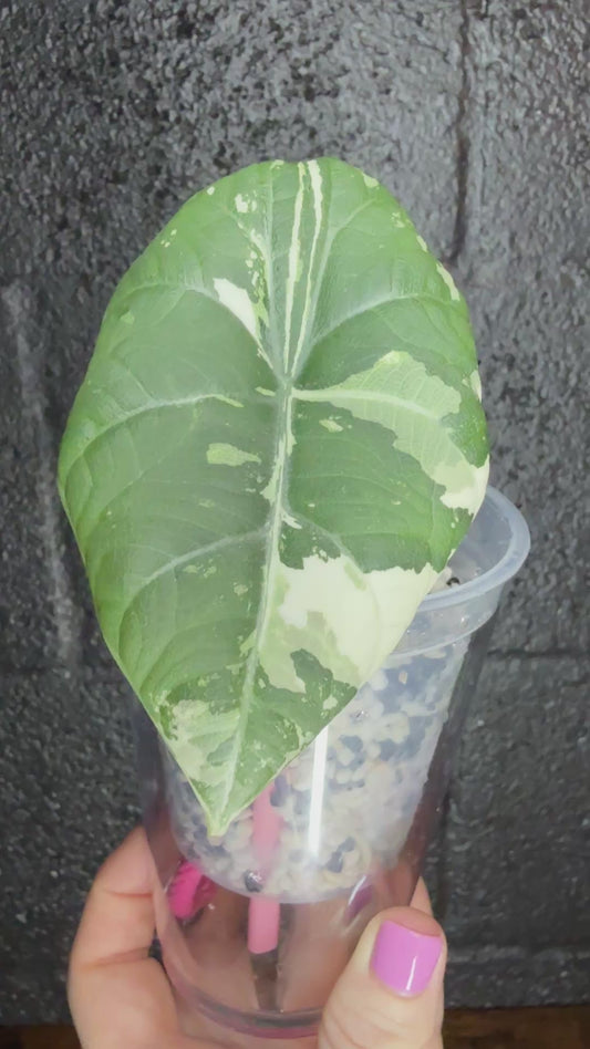 Maharani Albo (Corming Size)