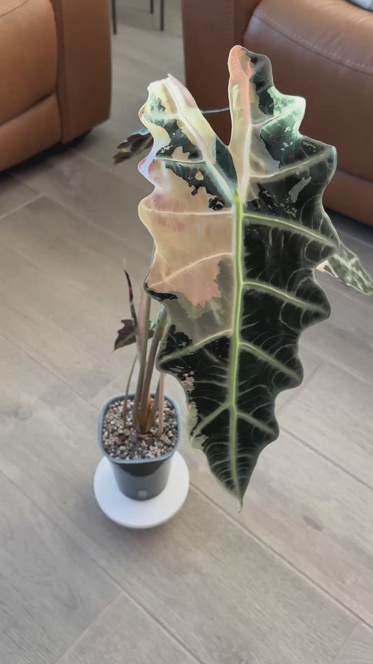 True Pink Amazonica (Corming Size)