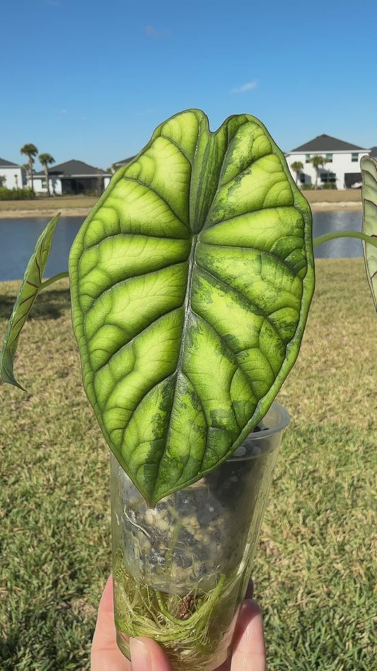 Dragon Scale Variegated (Corming Size)